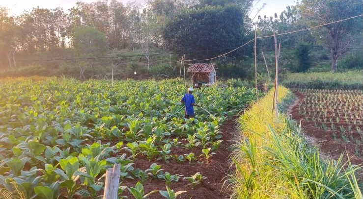 Pertanian Padi Organik Desa