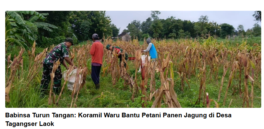 Babinsa Turun Tangan: Koramil Waru Bantu Petani Panen Jagung di Desa Tagangser Laok