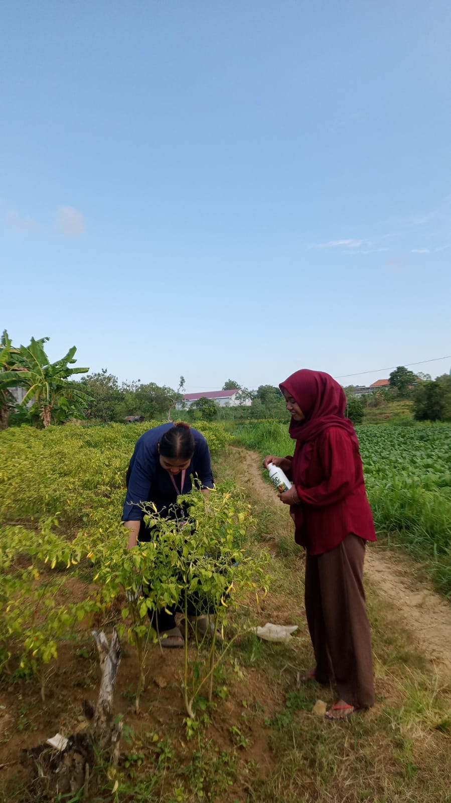 Pemanfaatan Limbah Organik Menjadi Pupuk Cair sebagai Upaya Mendukung Pertanian Berkelanjutan